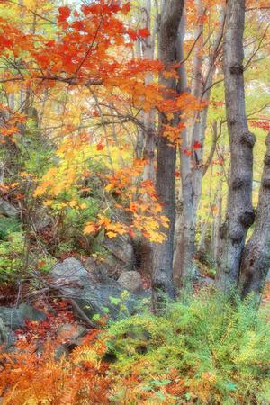 Photographic Print, , small