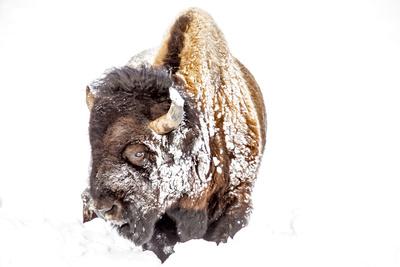 Photographic Print, , small