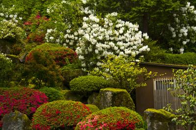 Photographic Print, , small