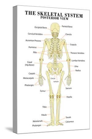 Stretched Canvas Print, , small