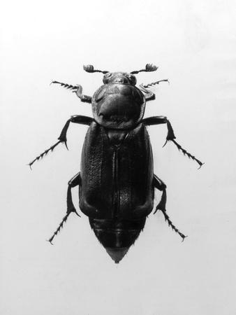 Premium Photographic Print, , small