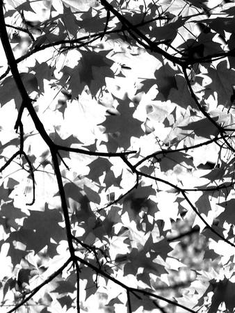 Premium Photographic Print, , small