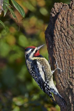 Premium Photographic Print, , small