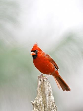 Premium Photographic Print, , small