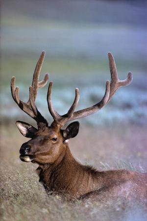 Premium Photographic Print, , small