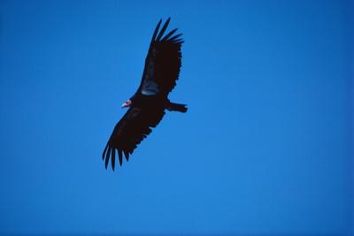 Premium Photographic Print, , small