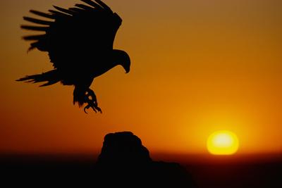 Premium Photographic Print, , small