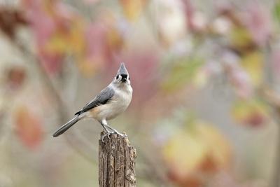 Premium Photographic Print, , small