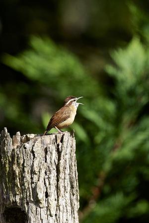 Premium Photographic Print, , small