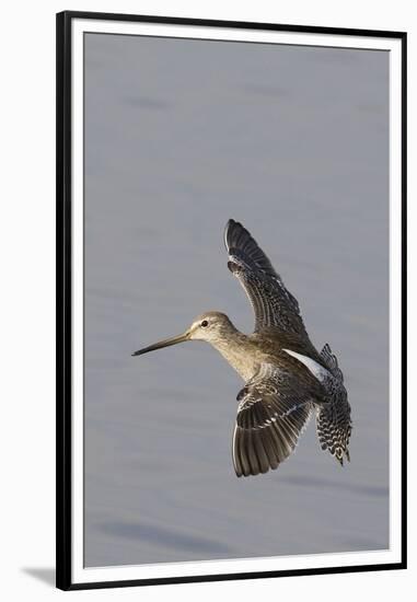 Short-Billed Dowitcher in Flight-Hal Beral-Framed Premium Photographic Print