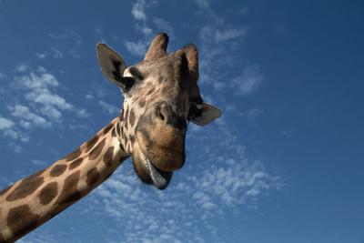 Premium Photographic Print, , small