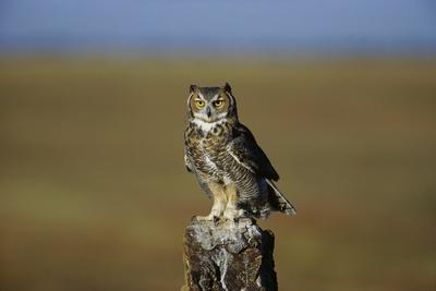 Premium Photographic Print, , small