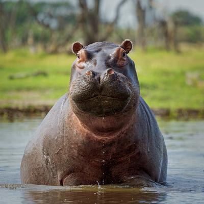 Photographic Print, , small