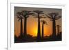 Baobab Trees (Adansonia Grandidieri) at Sunset, Morondava, Toliara Province, Madagascar, Africa-G&M Therin-Weise-Framed Photographic Print