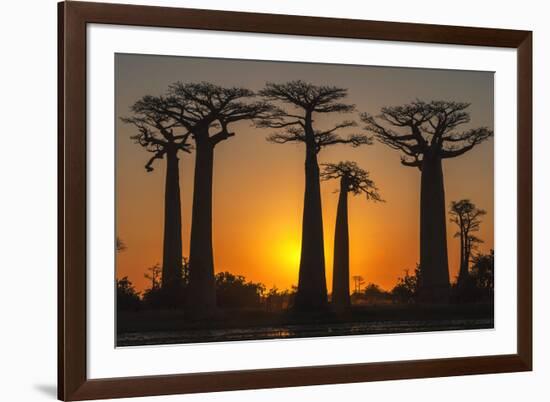 Baobab Trees (Adansonia Grandidieri) at Sunset, Morondava, Toliara Province, Madagascar, Africa-G&M Therin-Weise-Framed Photographic Print