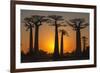 Baobab Trees (Adansonia Grandidieri) at Sunset, Morondava, Toliara Province, Madagascar, Africa-G&M Therin-Weise-Framed Photographic Print