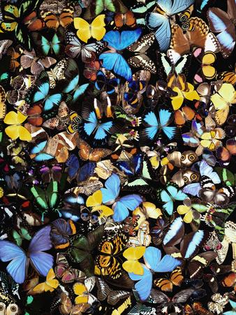 Premium Photographic Print, , small