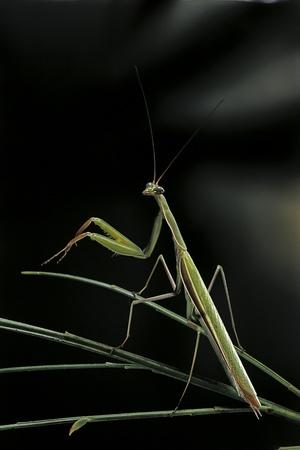Premium Photographic Print, , small