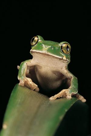 Premium Photographic Print, , small