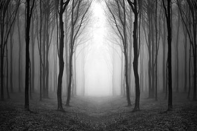 Premium Photographic Print, , small