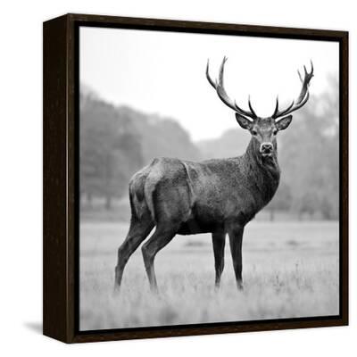 Stretched Canvas Print, , small