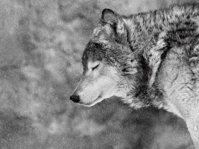 Photographic Print, , small