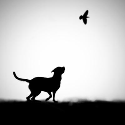 Photographic Print, , small