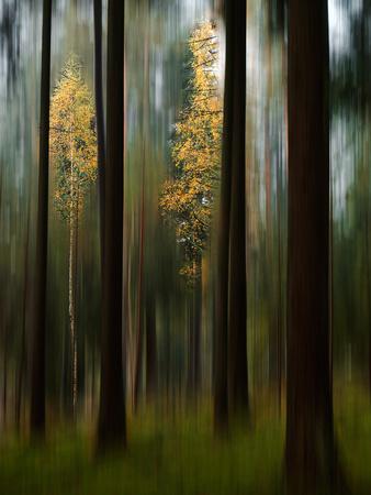 Photographic Print, , small