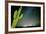 Stary Sky with Saguaro Cactus over Organ Pipe Cactus Nm, Arizona-Richard Wright-Framed Photographic Print