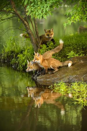 Premium Photographic Print, , small