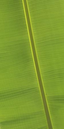 Photographic Print, , small