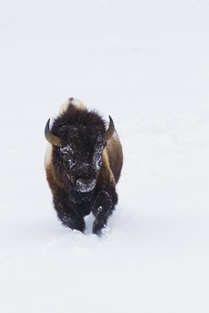 Premium Photographic Print, , small