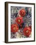 California, Joshua Tree National Park, Claret Cup Cactus Wildflowers-Christopher Talbot Frank-Framed Photographic Print