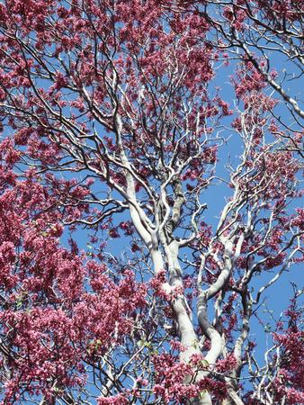 Premium Photographic Print, , small