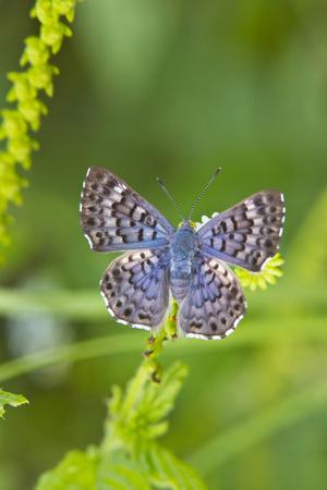 Premium Photographic Print, , small