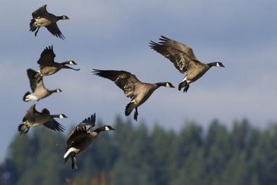 Photographic Print, , small