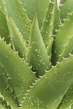 Premium Photographic Print, , small