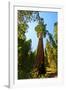 California, Sequoia, Kings Canyon National Park, General Grant Tree-Bernard Friel-Framed Photographic Print