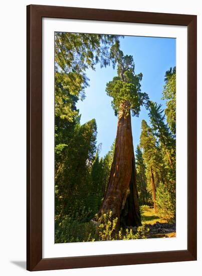 California, Sequoia, Kings Canyon National Park, General Grant Tree-Bernard Friel-Framed Photographic Print