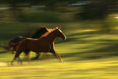 Premium Photographic Print, , small
