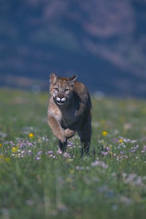 Premium Photographic Print, , small