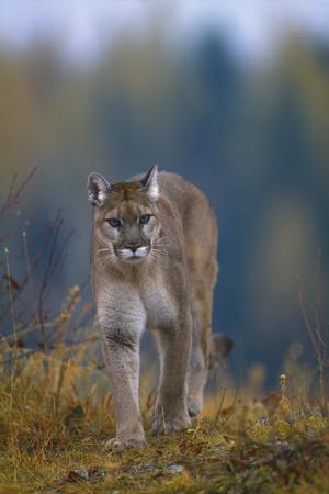 Premium Photographic Print, , small