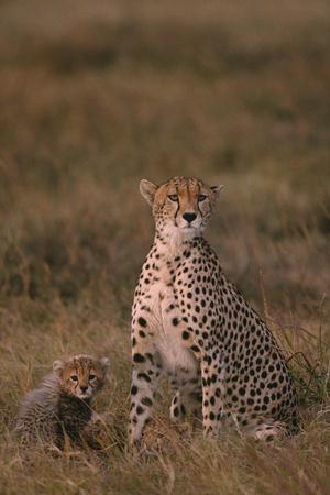 Premium Photographic Print, , small