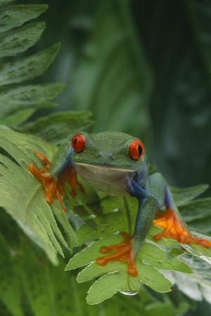 Premium Photographic Print, , small