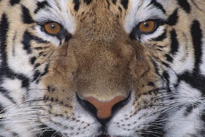 Premium Photographic Print, , small