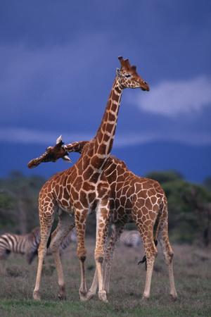 Premium Photographic Print, , small
