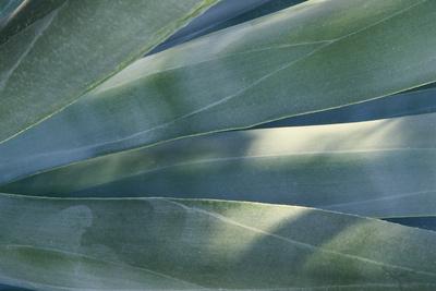 Premium Photographic Print, , small