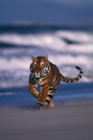 Premium Photographic Print, , small