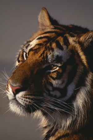 Premium Photographic Print, , small