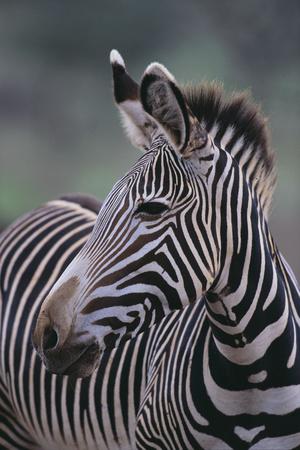 Premium Photographic Print, , small